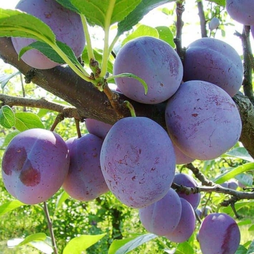 foto frutti Susino_Anna_Spat Dalmonte Anticopomario
