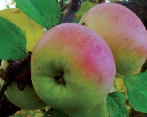 melo zitella anticopomario alberi di mele in vendita online